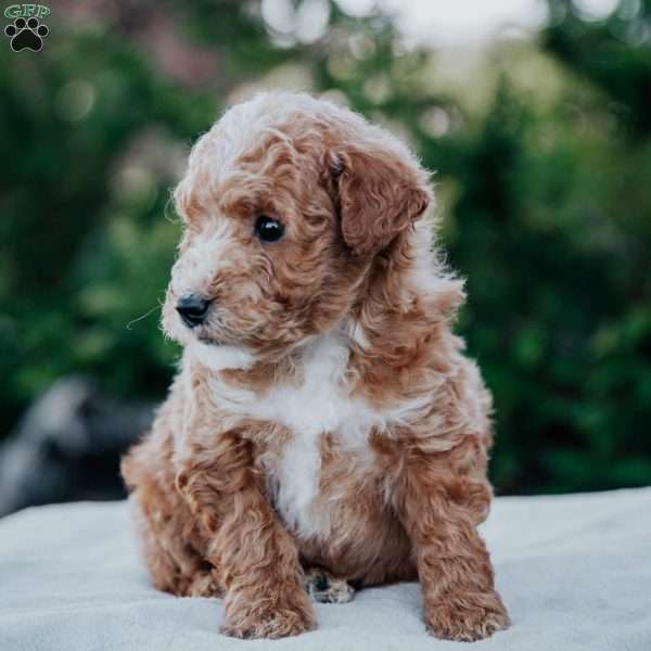 Huck, Mini Goldendoodle Puppy