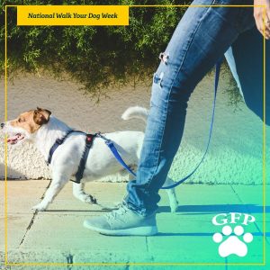 image of person walking a jack russell terrier for national walk your dog week