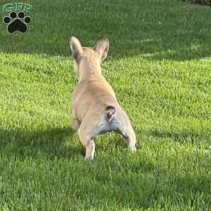 Carti A., French Bulldog Puppy