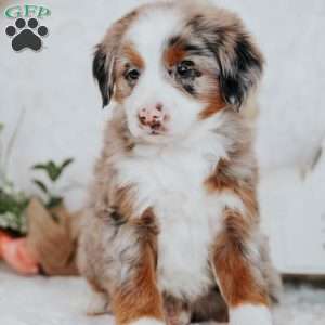 Kendra, Mini Bernedoodle Puppy