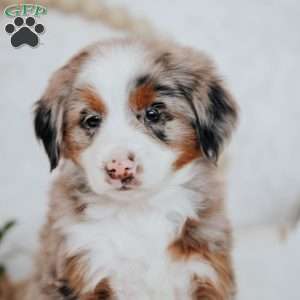 Kendra, Mini Bernedoodle Puppy