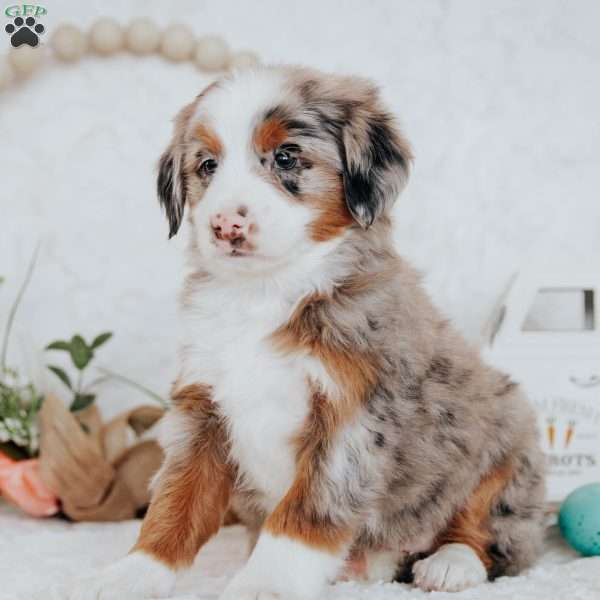 Kendra, Mini Bernedoodle Puppy