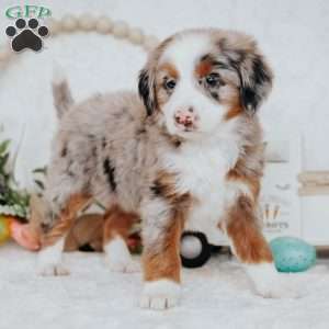Kendra, Mini Bernedoodle Puppy