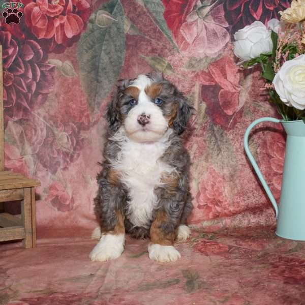 Landon, Mini Bernedoodle Puppy