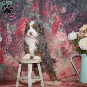 Landon, Mini Bernedoodle Puppy