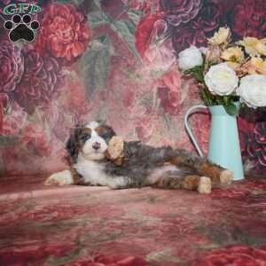 Landon, Mini Bernedoodle Puppy