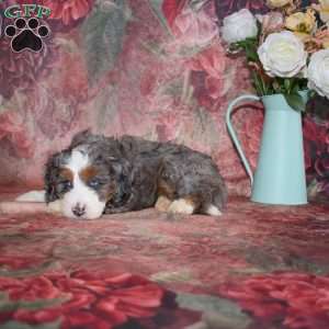 Landon, Mini Bernedoodle Puppy