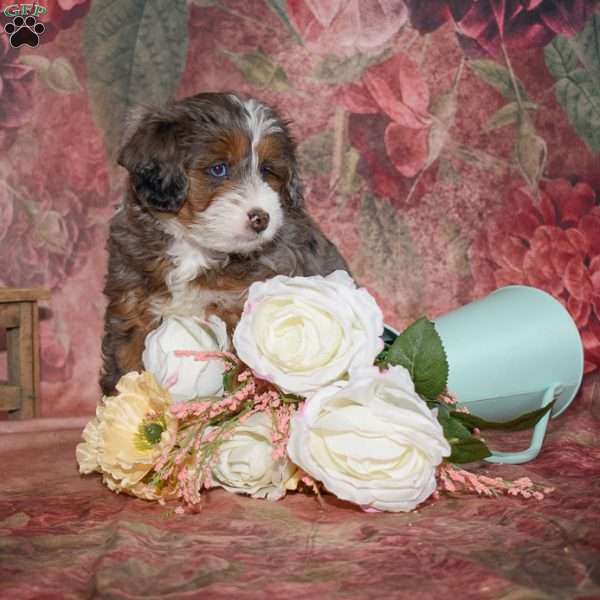 Lewis, Mini Bernedoodle Puppy