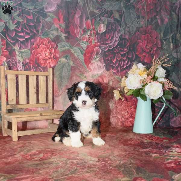 Louie, Mini Bernedoodle Puppy