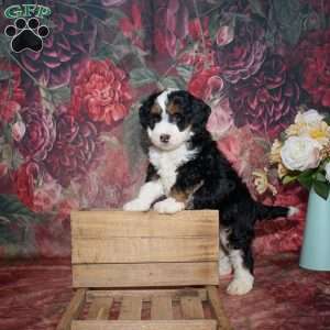Louie, Mini Bernedoodle Puppy