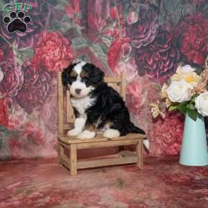 Louie, Mini Bernedoodle Puppy