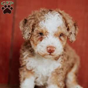 Chap, Mini Bernedoodle Puppy