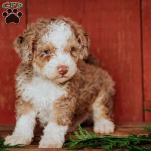 Chap, Mini Bernedoodle Puppy