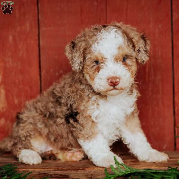 Chap, Mini Bernedoodle Puppy