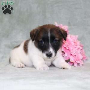 Marshal, Jack Russell Terrier Puppy