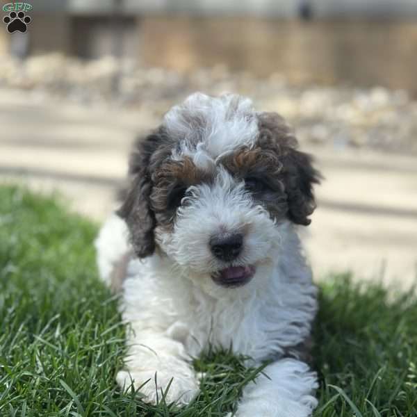 Paddington, Mini Bernedoodle Puppy