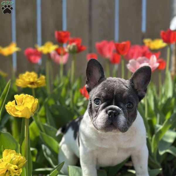 Chaysie, French Bulldog Puppy