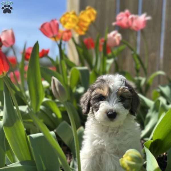 Toad, Mini Bernedoodle Puppy