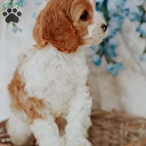 Opal, Cavapoo Puppy