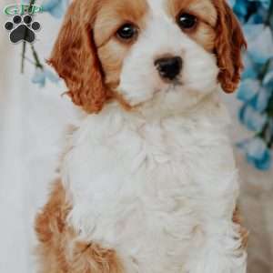 Opal, Cavapoo Puppy