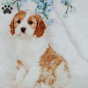 Opal, Cavapoo Puppy