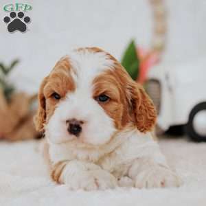 Opal, Cavapoo Puppy