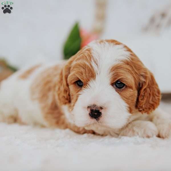 Opal, Cavapoo Puppy