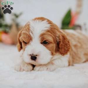 Opal, Cavapoo Puppy