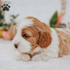 Opal, Cavapoo Puppy