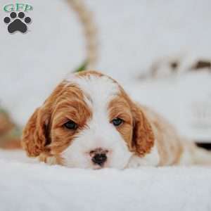 Opal, Cavapoo Puppy