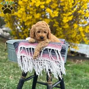 Max, Mini Goldendoodle Puppy