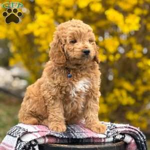 Max, Mini Goldendoodle Puppy
