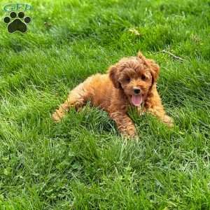 Bella, Mini Goldendoodle Puppy