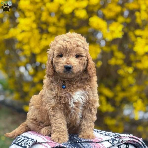 Max, Mini Goldendoodle Puppy