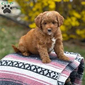 Bella, Mini Goldendoodle Puppy