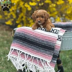 Bella, Mini Goldendoodle Puppy