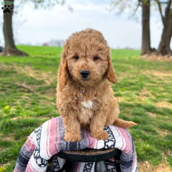 Max, Mini Goldendoodle Puppy