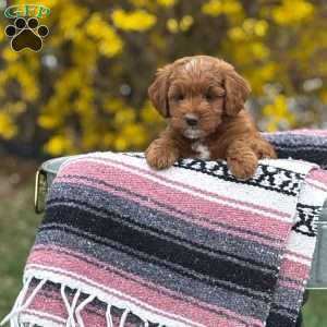 Bella, Mini Goldendoodle Puppy