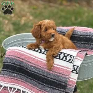 Bella, Mini Goldendoodle Puppy