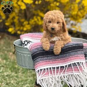 Max, Mini Goldendoodle Puppy