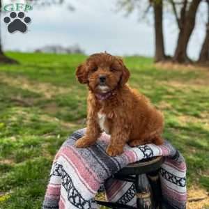Bella, Mini Goldendoodle Puppy
