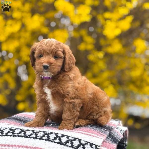 Bella, Mini Goldendoodle Puppy