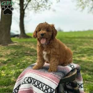 Bella, Mini Goldendoodle Puppy