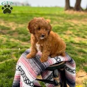 Bella, Mini Goldendoodle Puppy