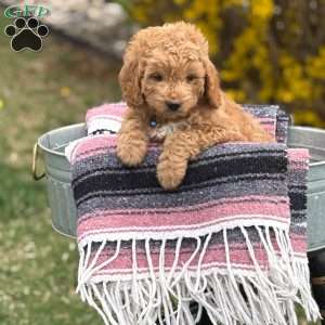 Max, Mini Goldendoodle Puppy