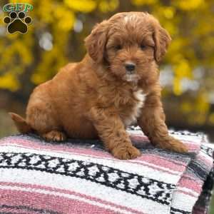 Bella, Mini Goldendoodle Puppy