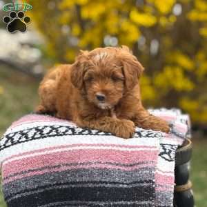 Bella, Mini Goldendoodle Puppy