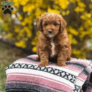 Bella, Mini Goldendoodle Puppy