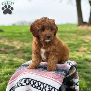Bella, Mini Goldendoodle Puppy