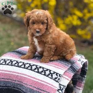 Bella, Mini Goldendoodle Puppy